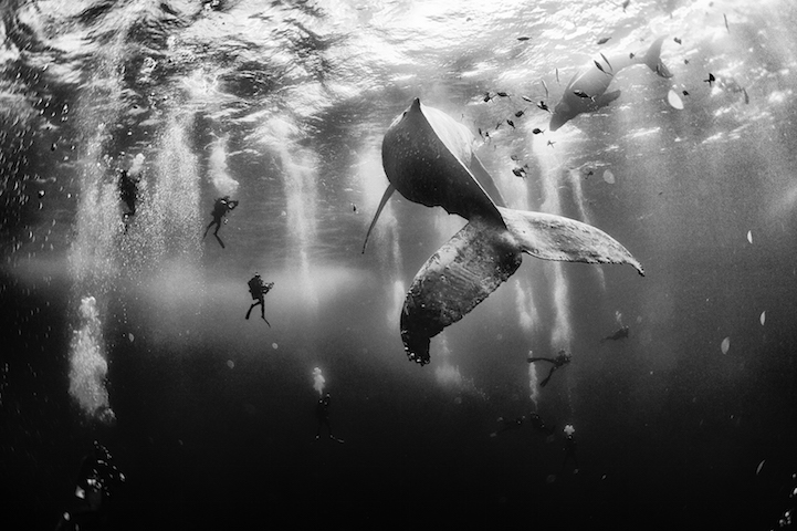 Diving with a humpback whale and her new born calf while they cruise around Roca Partida Island, in Revillagigedo, Mexico. This is an outstanding and unique place full of pelagic life so we need to accelerate the incorporation of this islands into UNESCO as natural heritage site in order to increase the protection of the islands against the prevailing ilegal fishing corporations and big game fishing.