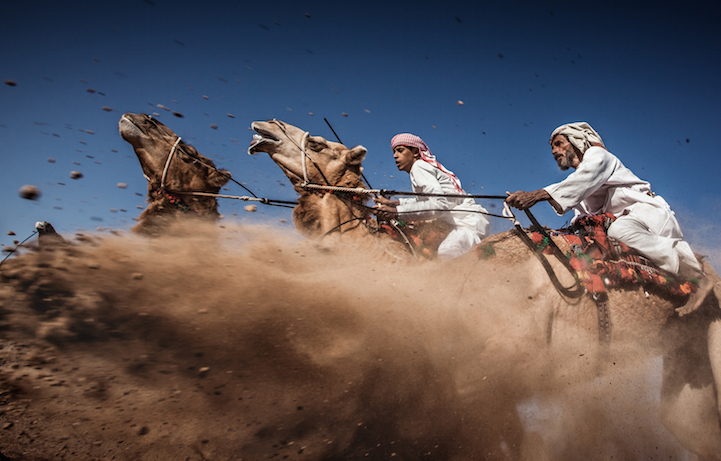 ( Camel Ardah) As it called in Oman, its one of the traditional styles of camel racing between two camels controlled by expert men, the faster camel is the loser one, so they must be running by the same speed level in the same track