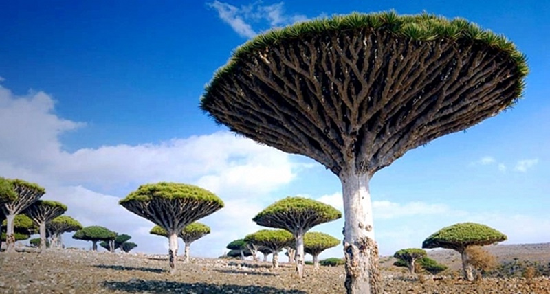 Socotra-Island