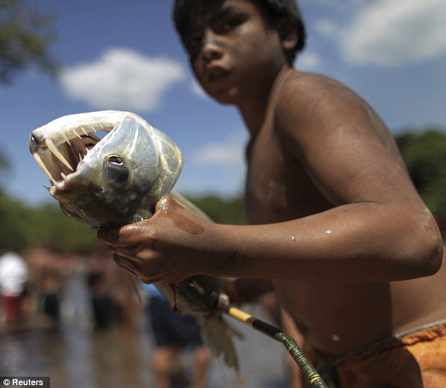 Catch of the day: A Yawalapiti boy holds a cachorra or vampire fish that was caught by the tribesmen when they went fishing