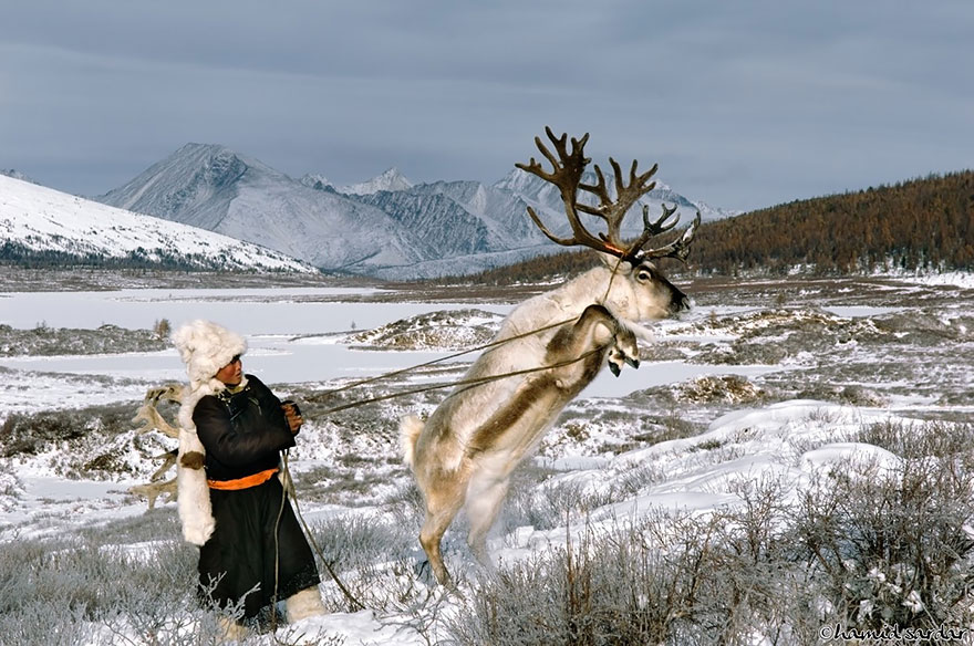 reindeer-people-hamid-sardar-afkhami-4