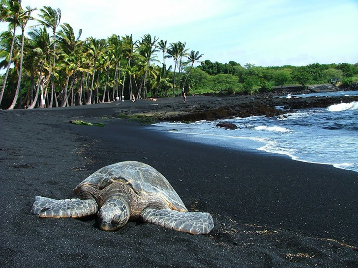 siyah kumlar punaluu sahil hawaii