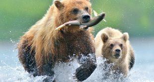 Ayıların Krallığı – Land of the Bears